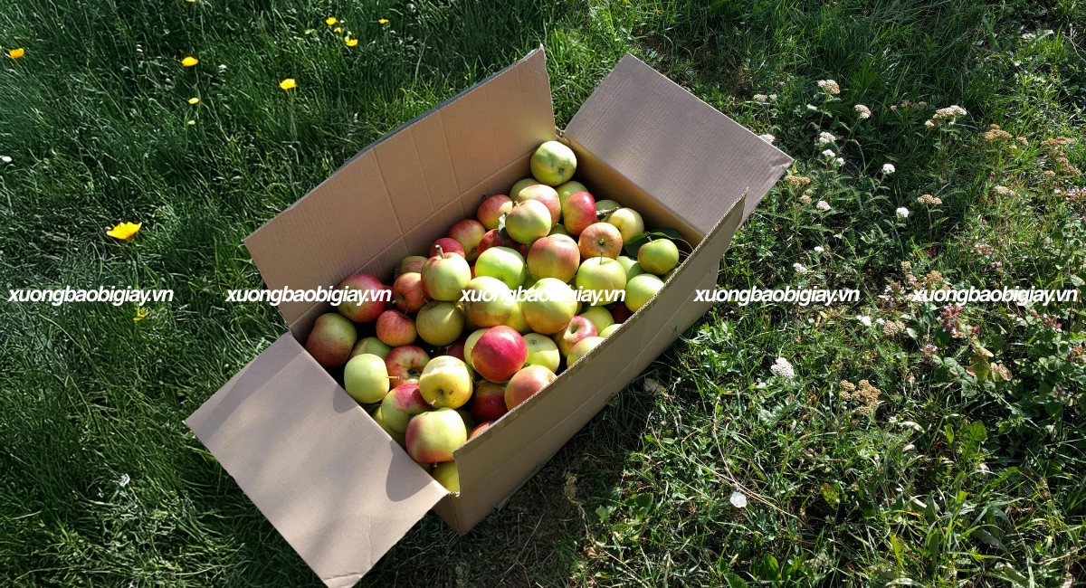 Thùng carton đựng trái cây