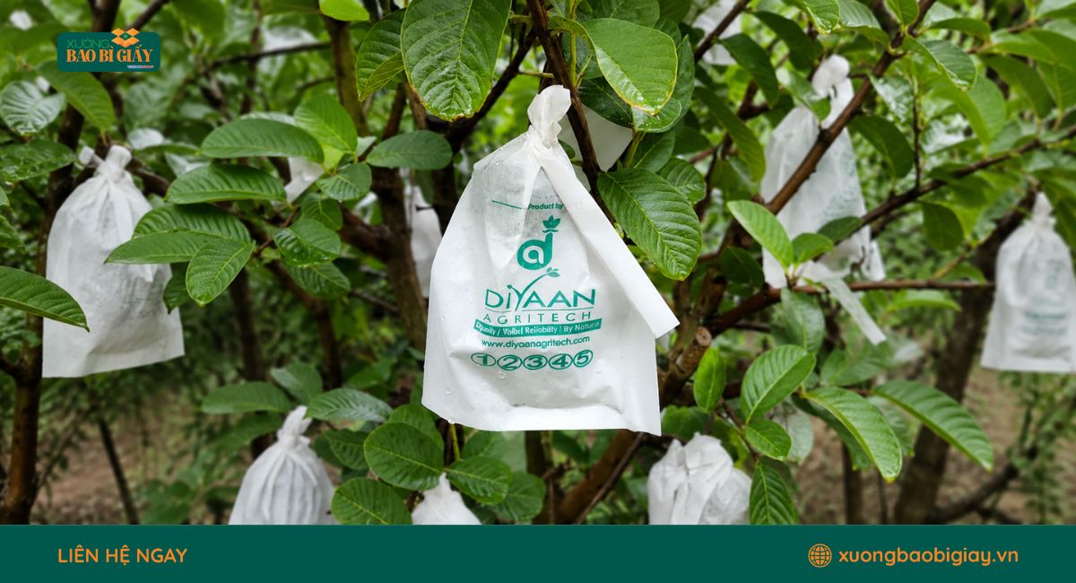 In túi giấy bọc trái cây theo yêu cầu giúp nâng tầm thương hiệu, bảo vệ trái cây và tạo ấn tượng chuyên nghiệp khi trưng bày.