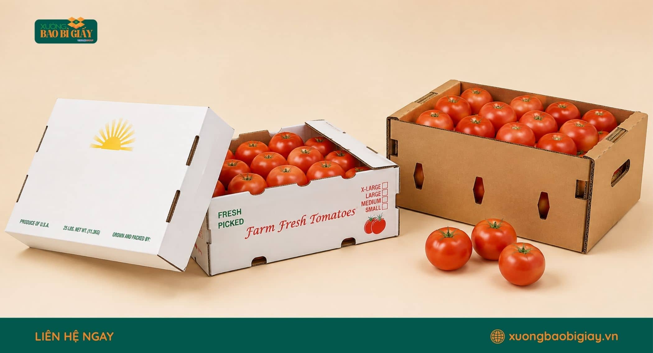 Thùng carton đóng gói cà chua giúp hạn chế dập nát và giữ chất lượng nông sản